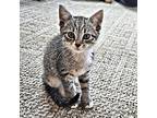 Sophia Domestic Shorthair Kitten Female