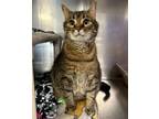 Arthur Domestic Shorthair Young Male