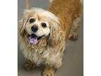 Taylor Cocker Spaniel Adult Female