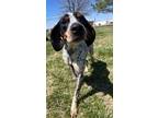 Riley Coonhound Adult Female