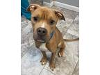 RIGBY Boxer Adult Male