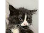 Aden Domestic Longhair Kitten Male