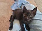 Keanu Domestic Shorthair Kitten Male