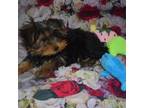 Yorkshire Terrier Puppy for sale in Jefferson, SC, USA
