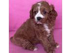 Cavapoo Puppy for sale in Claypool, IN, USA