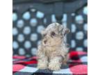 Schnauzer (Miniature) Puppy for sale in Canton, TX, USA