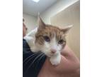 Charlie Domestic Shorthair Adult Male