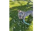 Cash American Pit Bull Terrier Adult Male