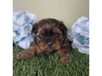 Shorkie Tzu Puppy for sale in North Canton, OH, USA