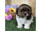 Shorkie Tzu Puppy for sale in North Canton, OH, USA