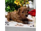Poodle (Toy) Puppy for sale in Rainbow City, AL, USA