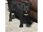 Cane Corso Puppy for sale in Woodbridge, VA, USA