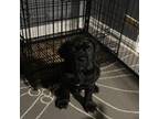 Cane Corso Puppy for sale in Woodbridge, VA, USA