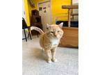 Gerald Domestic Shorthair Adult Male