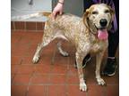 Pixie Coonhound Adult Female