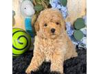 Poodle (Toy) Puppy for sale in Velma, OK, USA