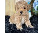 Poodle (Toy) Puppy for sale in Velma, OK, USA