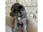 Goldendoodle Puppy for sale in Shelbyville, KY, USA
