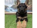 German Shepherd Dog Puppy for sale in Spencerville, IN, USA