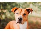 72961a Lionald American Staffordshire Terrier Adult Male