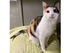 Megara (VERY friendly) Calico Senior Female