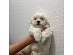 Shih Tzu Puppy for sale in Arlington, TX, USA