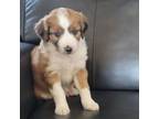Mutt Puppy for sale in Hastings, MN, USA