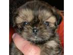 Shih Tzu Puppy for sale in Guntersville, AL, USA
