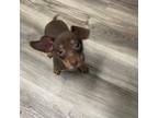 Chihuahua Puppy for sale in Mechanicsburg, PA, USA