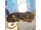Dachshund Puppy for sale in Sibley, MO, USA