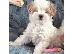 Maltipoo Puppy for sale in Chicopee, MA, USA