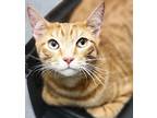 Bruno Domestic Shorthair Young Male
