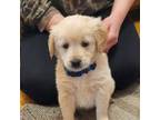 Golden Retriever Puppy for sale in Minneapolis, MN, USA
