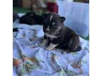 Mutt Puppy for sale in Mankato, MN, USA