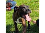 Boxer Puppy for sale in Brookfield, MA, USA
