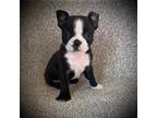 Boston Terrier Puppy for sale in Ashland, OH, USA