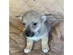Swedish Vallhund Puppy for sale in Spring Hope, NC, USA