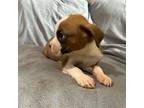 Boxer Puppy for sale in Allons, TN, USA