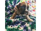 Boxer Puppy for sale in Allons, TN, USA