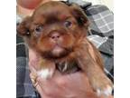 Shih Tzu Puppy for sale in Central Point, OR, USA