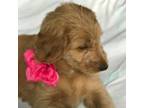 Goldendoodle Puppy for sale in Belfair, WA, USA