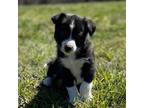 Border Collie Puppy for sale in Rome, PA, USA