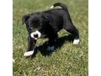 Border Collie Puppy for sale in Rome, PA, USA