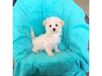 Maltipoo Puppy for sale in Clearwater, FL, USA