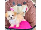 Maltipoo Puppy for sale in Clearwater, FL, USA