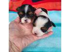 Yorkshire Terrier Puppy for sale in Cherryville, NC, USA