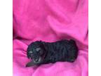 Poodle (Toy) Puppy for sale in Chiefland, FL, USA