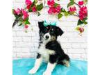 Aussiedoodle Puppy for sale in Indianapolis, IN, USA