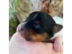 Biewer Terrier Puppy for sale in Palm Coast, FL, USA