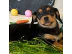 Pembroke Welsh Corgi Puppy for sale in New Market, VA, USA